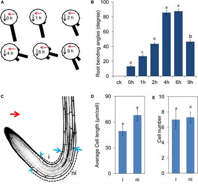 UV-B Radiation Induces <mark class="highlighted">Root Bending</mark> Through the Flavonoid-Mediated Auxin Pathway in Arabidopsis